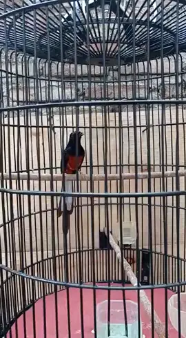 kasarrrrr #muraibatumedan #muraibatuindonesia #muraibaturingkholis #muraibatu #murai