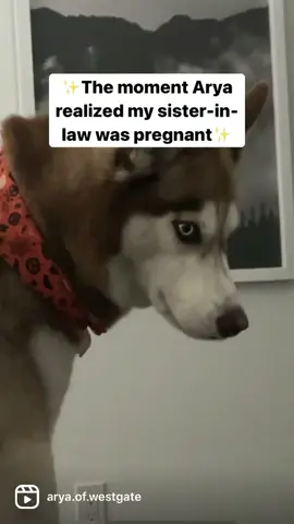 Do dogs know when women are pregnant? #huskiesoftiktok #husky #pregnancy #sassy #huskies #huskylover #huskytok #huskymom #fyp #huskysiberian