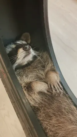 #еноткафе#москва#моябулочка❤️ #рекомендации#топ#еноты