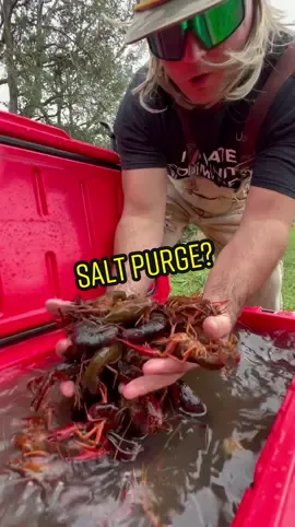 Straight tail #crawfish? Salt to #purge?  #crawfishboil #cajun #seafood #shrimpboil #shrimp #2022 Cajuncrawfish.com @The Lacs