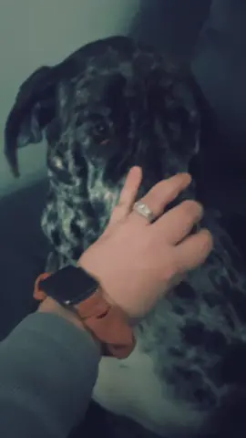 #greatdane #bopitchallenge