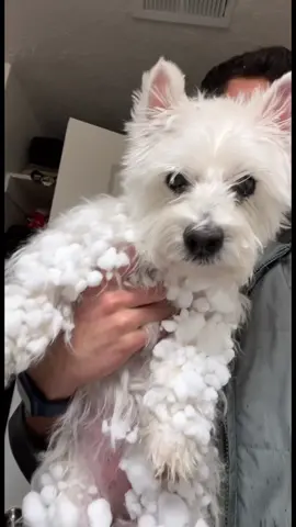 Lucy turned into the Abominable Snowdog ❄️🗻🐶 #yupthatsme #fyp #fypシ #westiesoftiktok #dog #westie #snowdog