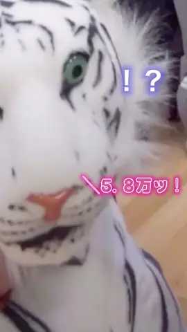 初競り開幕🐟 #トラジャ#七五三掛龍也