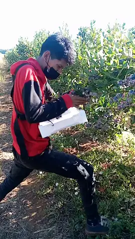 😅El cumpa del trabajo 😅🤣 Solo el q sabe cosechar arándano Sabe lo q el chikillos ase🤣🤣😅🇨🇱