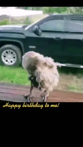 Me on my birthday #birthday #fyp #viral #bird #dance #party #foryoupage #trending #2022 #crazy #happybirthday#funny #funnyvideos