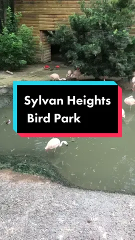 This is a must-visit spot in Scotland Neck, NC! #nc #nchiddengems #northcarolina #birdsoftiktok #travelbucketlist #nccheck