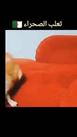 الفنك الجزائري 🇩🇿🔥💪#شواكر_لافريك #viral #fyp #الجزائر🇩🇿 #بلايلي