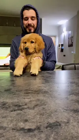 New Challenge: Mufasa Dance😂💙 #goldenretriever #Love #fyp #fy #perte #videoviral #foryoupage #dance #challenge #dogsofttiktok #dog #tiktok #foryou
