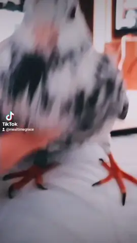 Moja Mysia Pysia 😍 #Mysia #Pysia #Pigeon #Birds #GoodTime