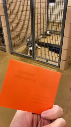 Congratulations Khaleesi!! #fyp #foryou #dogvideo #rescuedog #adoption #husky #woosterohio