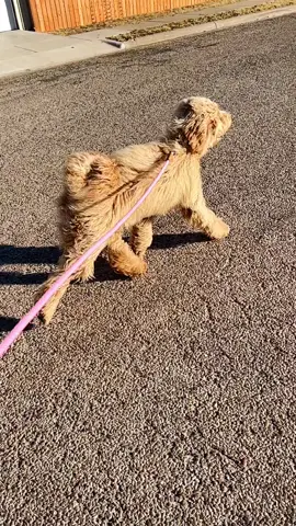 What do ya’ll think about my prancing? 🐩👸🥰#prancing #gallop #boostofhope #dogwalk #doglover #dogs #fyp #foryou #viral #goldendoodle #dogsofttiktok