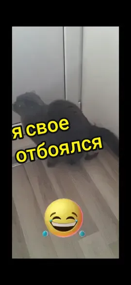 #котсерун #смешныеживотные #ясвоеотбоялся #насрал #мимо
