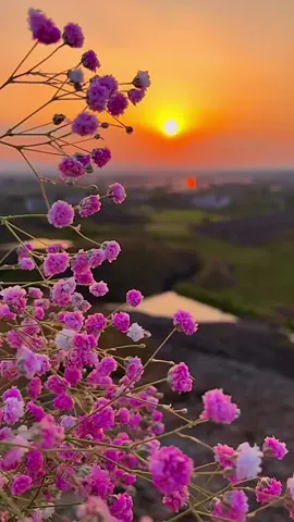 #fyp #foryou #tiktok #floweroftiktok #landscape #naturephotography #blooming #beautifulflowers #flowerphotography #beautifulscenery