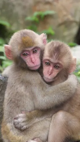 #CapCut #kembaran #bestiesforever #monyetkembaranyangnonton #xybca #fyp