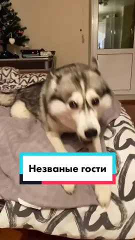 Ну и вот что теперь делать с гостем?🤨 #хаски #хаскивидео #виделивидео #хаскиприколы #хаскитакиехаски #хаскиговорит #husky #huskylife #huskysiberiano #huskytalk #