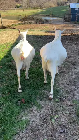 Baby goats in 35 days!! (The one on the right is actually due in 59 days 😳) #babygoats