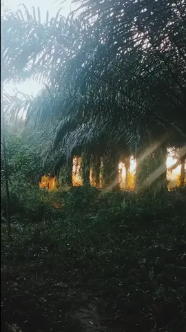 Pagi-pagi ke kebun sawit#kalimantantengah #kalimantantengah #alamborneo