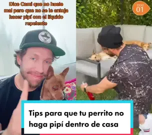 #dúo con @chedrauioficial Tips para que tu perro no se haga pipí dentro de la casa usando 4 artículos que consigues en #Chedraui al mejor precio, porque #CuestaMenos