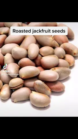 Roasted jackfruit seeds #jackfruit #jackfruitseeds #jackfruitrecipes #cooking #recipes #howtocook #permaculturelife #foryoupage #foryou #fyp #healthy