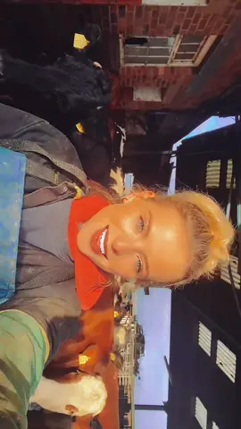 ☀️ #farminglife #countrylife #dairyfarm #femalefarmer #agriculture #cows #countryclothing #milking #dairy #argi #farminguk #dairyfarmer #calves