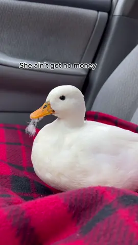 I love Munchkin so much💗 #dunkinducks #petducks #duck #lovegrows #backyardducks