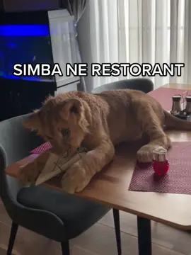 Koha drekes 🍽 #KingSimba #LionCub #KingLion