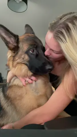 When your trying to work and someone needs a cuddle 🥰 #heraandhugo #viral #dogsofttiktok #littleandlarge #germanshepherd #herathegsd #cutedogs #puppy