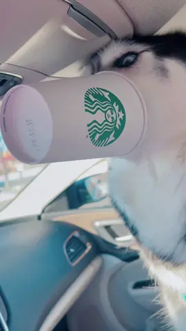 They ran out of normal pup cups… they improvised… #haikuthehusky#fyp#starbucks#husky#viral#dog