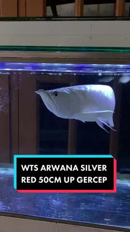 wts #arwanasilverred A5 ukuran 50cm up #arwana #arwanafish #arwanaberazil #arwanasilver #TumbuhPenuhRasa #foryou #fyp #foryoupage