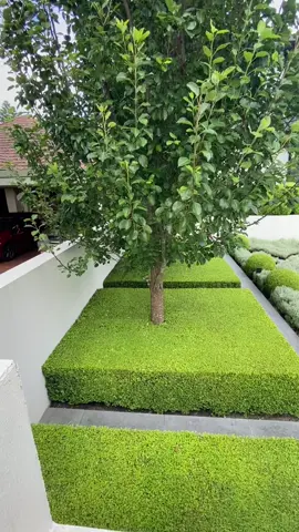 Yesterday was my first day here at this new clients place. I didn’t get any footage of any trimming but I got this when I finished. Expect to see this place a lot. #fyp #satisfying #lawns #sydney #hedges #hedge #garden #gardens