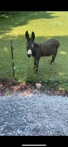 #fypシ #risa #foryoupage #burro