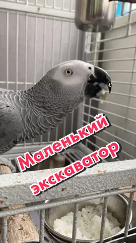 Маленький экскаватор#попугай #попугайжако #жакоговорит #жакокира #кира #жако #говорящийпопугай