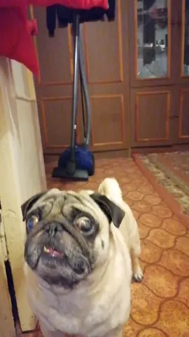 #лайкаем #mops #мопс #mops_grey #хочуврекхочувтоп #хочувтоптикток #хочувтопрек #puggie #мопсы #мопсик #рекомендациятикток #mopsi