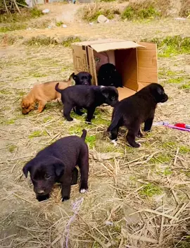 #puppylove♥️#foryoupage#tiktoknepalofficial