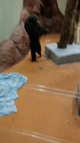 Часть 2# обезьян#