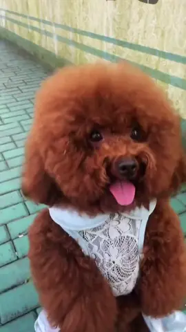 انتي معلمه 💃#💃лена_дима🕺 #كلاب_كيوت #dansktiktok #alialgeen #تريند_التيك_توك #لولوو #رومي #ارمنت #شجعونا_نستمر❤