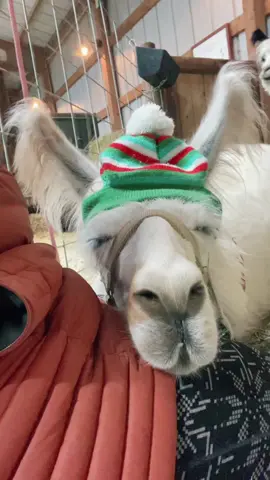 Reply to @blingy_biishh72 May we suggest getting a Lap Llama instead of a Lap Dog? #nap  #llama #fyp #lapdog #llamasoftiktok #midwest