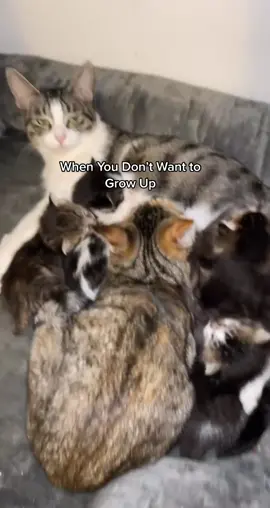 Mom really said “This again” #fyp #foryou #foryoupage #catsoftiktok