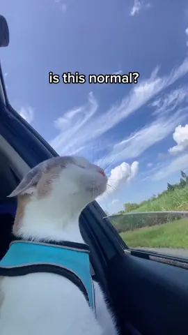 If we dont let the window down she cries😭 do all cats do this #fypシ #fyp #foryou #animalstok #cat #viral #trending