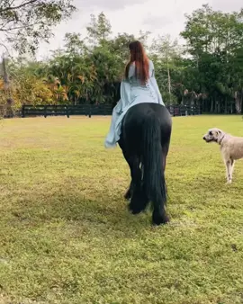 Assembling the horses for Battle-@sonofevan   see you in the Great Hall 🛡⚔️  #valhalla #odin #tiktokwar