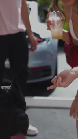 Cane Corso Steals the Show at Super Car Show #canecorso #canecorsoitaliano #supercar #superdog #italianmastiff