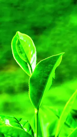 Green teas are healthy but many may not know what green tea actually is and how they're made! #greentea #tea #organictea #nepal #tiktok #teatiktok