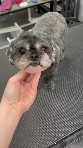 a gift from god! #fyp #doggrooming #ducci #shihtzu #cutedogs