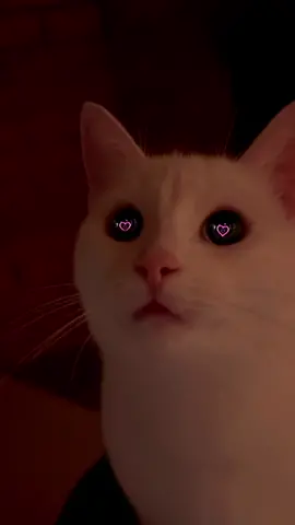 Teddy wanted to participate 😍#iwanttoruinourfriendship #whitecat #viral #hearteyes #fyp