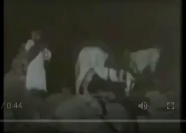 #كل_السلق_اللي_بالشعيب_يطلعون #ذبه #رياكشن #صوت