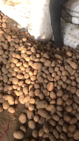 Cek harga boskku 🔥#kentangindonesia #kentangbromo #tenggerpeople #agribisnis #investorkentang #petanikentangindonesia