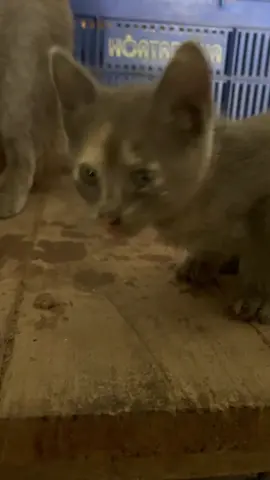 Crecen tan rápido … 🥺 #animal #catlover #gato