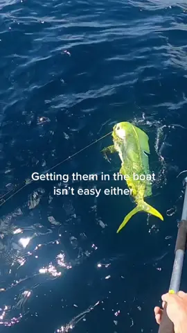 Insane Day of Deep Sea Fishing 🎣 #fishing