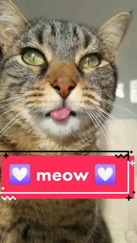 Meow meow Misti 💟💕😻💕💟 #catsoftiktok #cat #fyp #viral #Love
