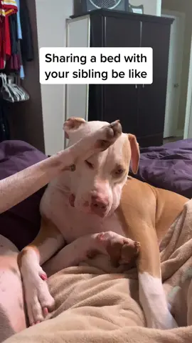 He’s just rude sometimes #nobigdeal #Siblings #littermates #pitties #bullies